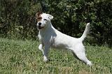 PARSON RUSSEL TERRIER 148